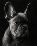 Black & White Pet Portrait