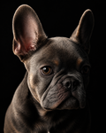 Modern Luxury Pet Portrait
